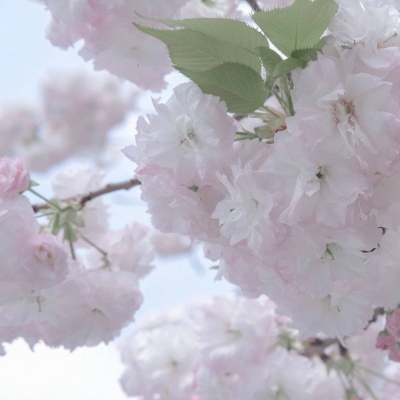 浮梁福瑞交流群